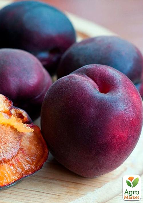 

Эксклюзив! Абрикос чёрно-пурпурной окраски Таинственный сад (Mysterious garden) (премиальный болезнеустойчивый сорт, среднепоздний срок созревания)