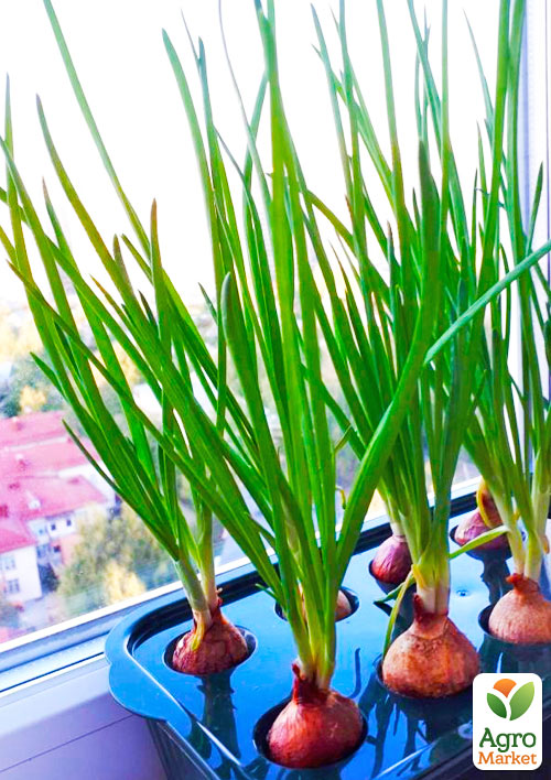 

Набір для пророщування цибулі Чиполіно