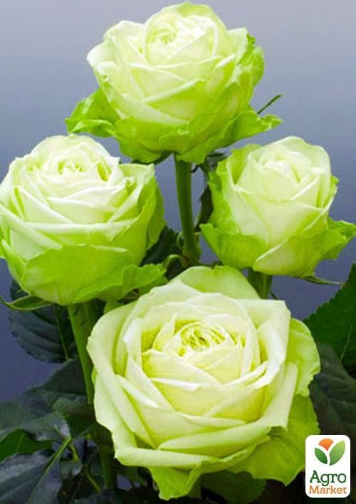 Ексклюзив! Троянда чайно-гібридна лимонна із зеленим відтінком "Погляд Луїзи" (Louise`s look) (саджанець класу АА +, преміальний високорослий сорт) 1 шт в упаковці