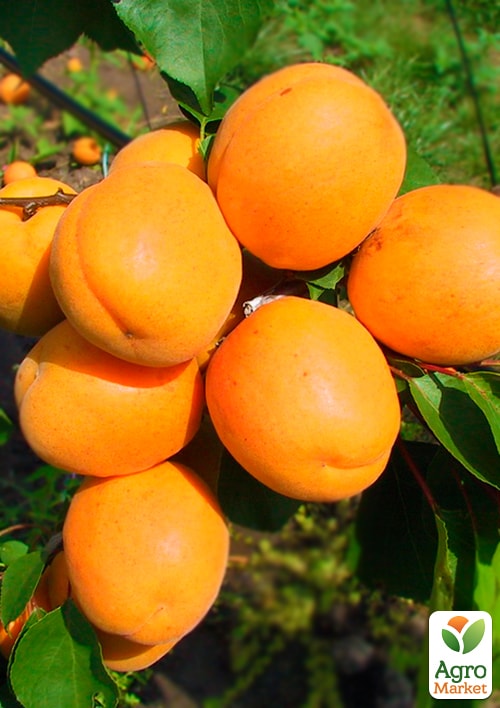 

Абрикос Харгранд (літній сорт, пізній термін дозрівання)