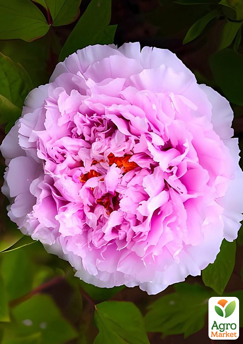 

Півонія деревоподібна «Yu Hou Feng Guang» (Китай, саджанець 2 роки)