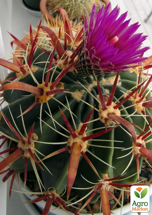 

Кактус Ферокактус (Ferocactus emoryi) (Нідерланди)