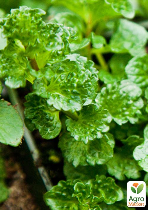 

М'ята Кучерява Crispa (контейнер Р9)