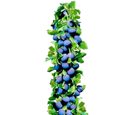 Колоновидная слива Колоновидная слива