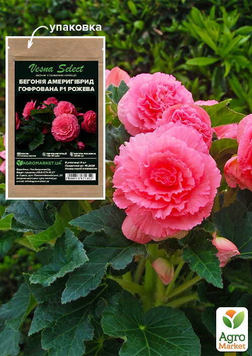 

Бегония Америгибрид гофрированная F1 розовая ТМ Vesna Select 5шт
