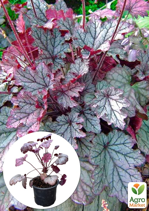 

Гейхера 3-х летняя Heuchera Emperor`s New Clothes Purple вазон С3
