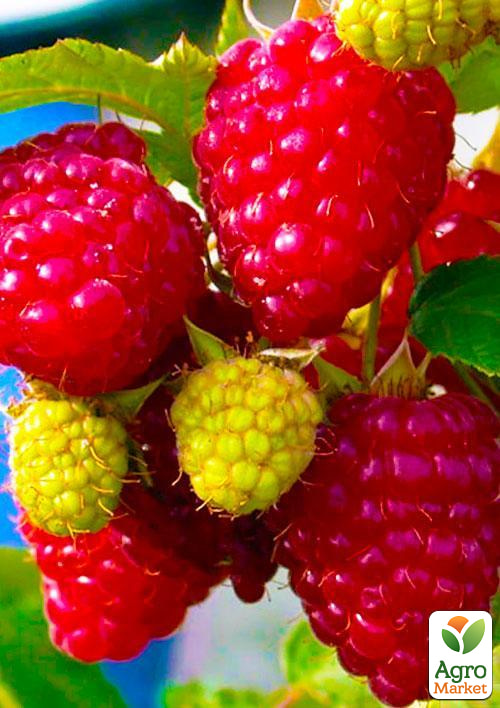 

Малина Недосягаемая (ремонтантный зимостойкий крупноплодный сорт) 1-летний саженец