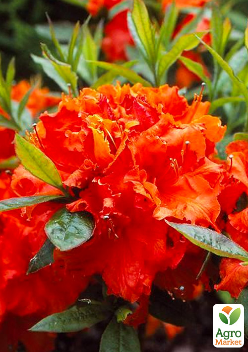 

Азалія (рододендрон гібридний) Gibraltar