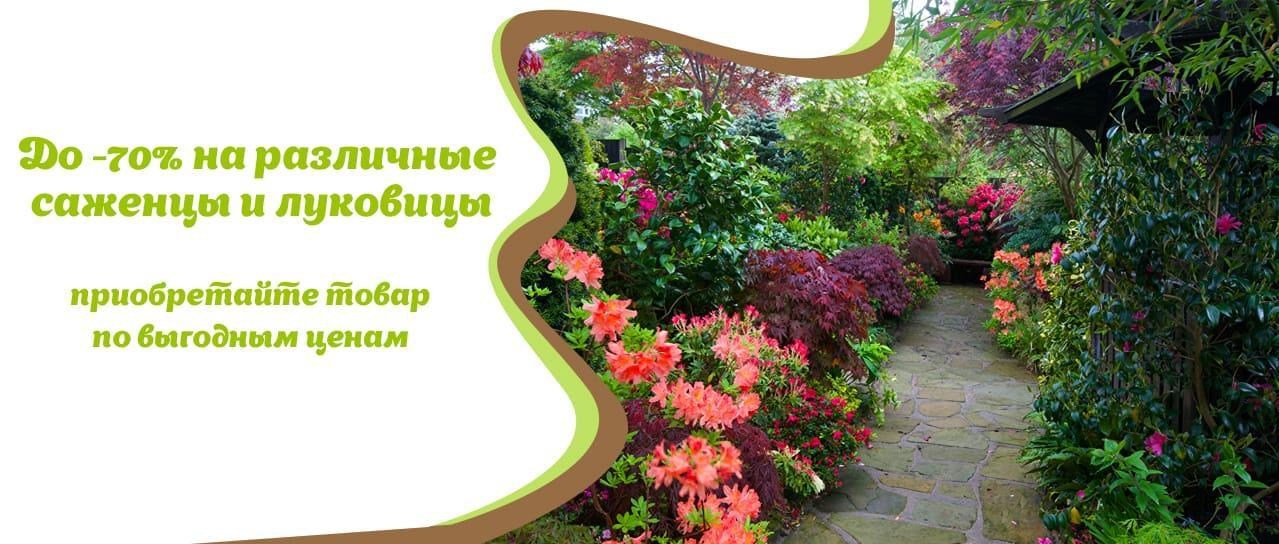 Акция! До -70% на луковицы и саженцы Акция! До -70% на луковицы и саженцы