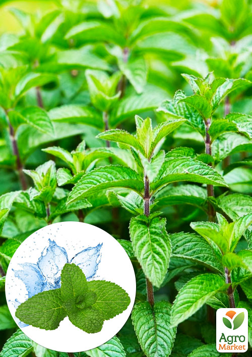 Мята Ментоловая "Menta Piperita" (Корневище) 1 саженец в упаковке