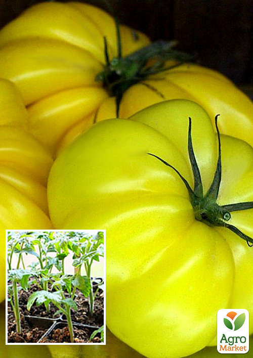 

Розсада Томат «Весела Сусідка» (фермерське вирощування), 1шт в упаковці