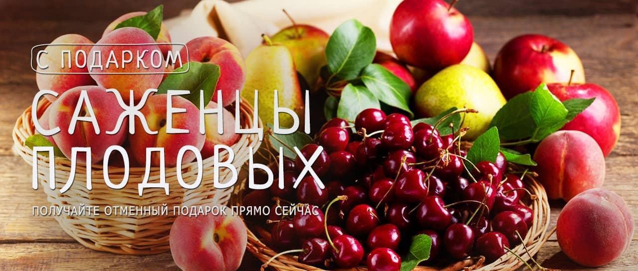 Акция! Выписывайте саженцы плодовых деревьев и получайте полезный подарок Акция! Выписывайте саженцы плодовых деревьев и получайте полезный подарок