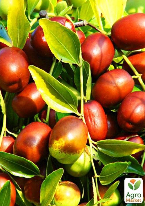 

Зізіфус Китайський-60 (середній термін дозрівання)