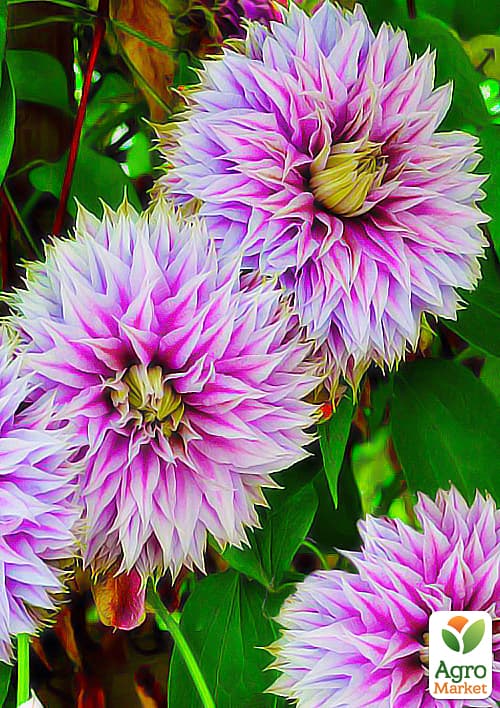 

Клематис Josephine