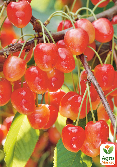 

Черешня рожева Легенда Млієва (великоплідний сорт, пізній термін дозрівання)