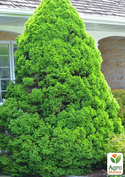 

Ялина канадська Коніка (Conica) горщик P9