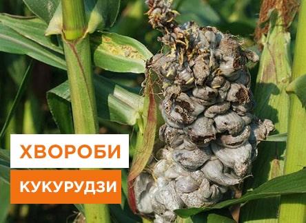 Болезни кукурузы: как их предотвратить и лечить