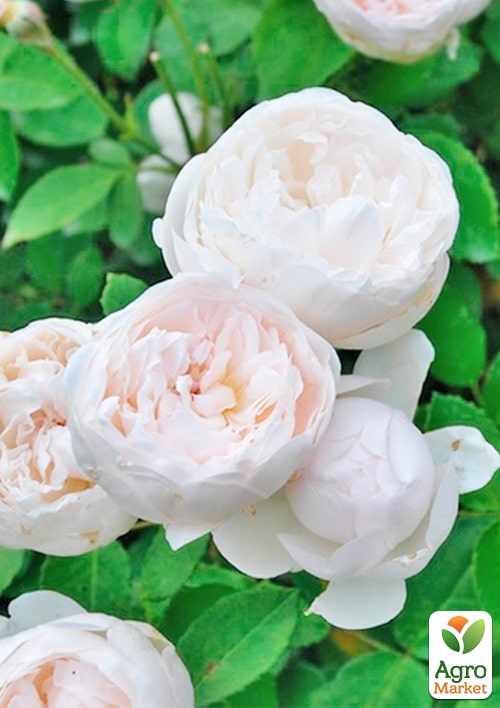 

Роза английская Glamis Castle (саженец класса АА+) высший сорт