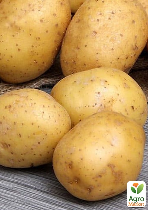 

Картофель Парадизо семенной ранний (1 репродукция) 1кг