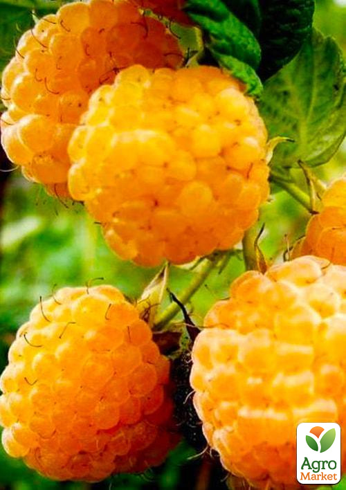 

Малина Жовтий Гігант (ремонтантний сорт, один із найвідоміших) 1-річний саджанець