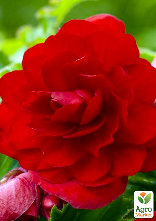 

Бегонія махрова Червона 1 шт