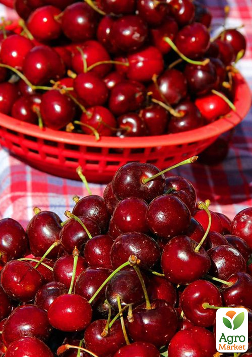 

Комплект саженцев плодовых Крупноплодный запас 3саж