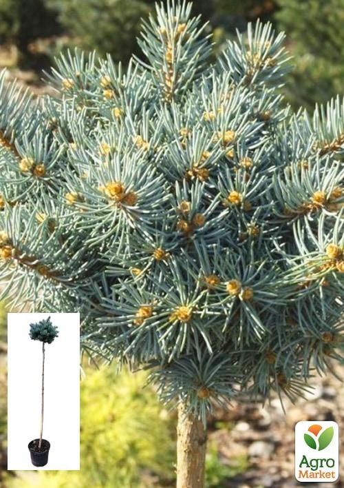 

Ель колючая на штамбе «St. Mary’s Broom» С5, высота 90-110см