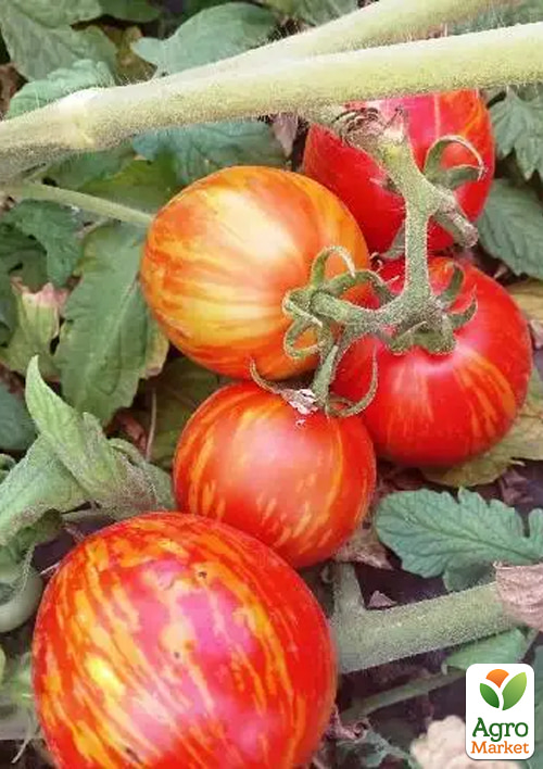 Томат гном "Бонте Тігрет" ТМ "Vesna Select" 0.1г