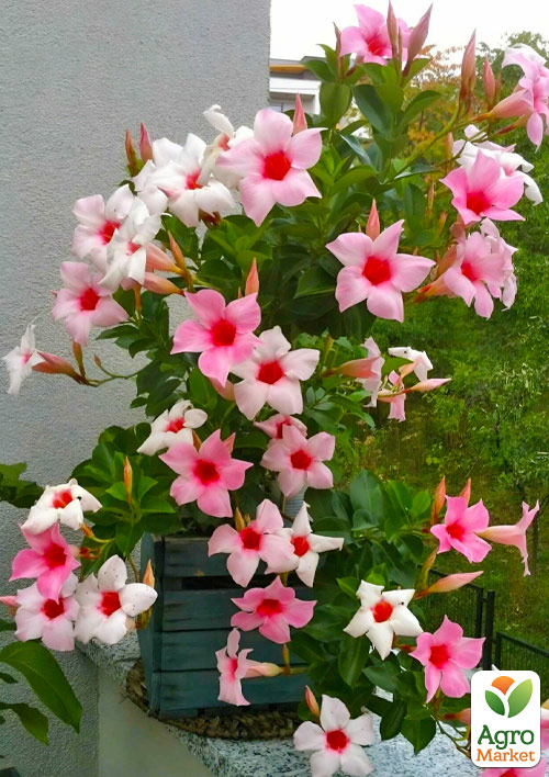 

Дипладения (Mandevilla) Rio Cream (цветущая лиана)