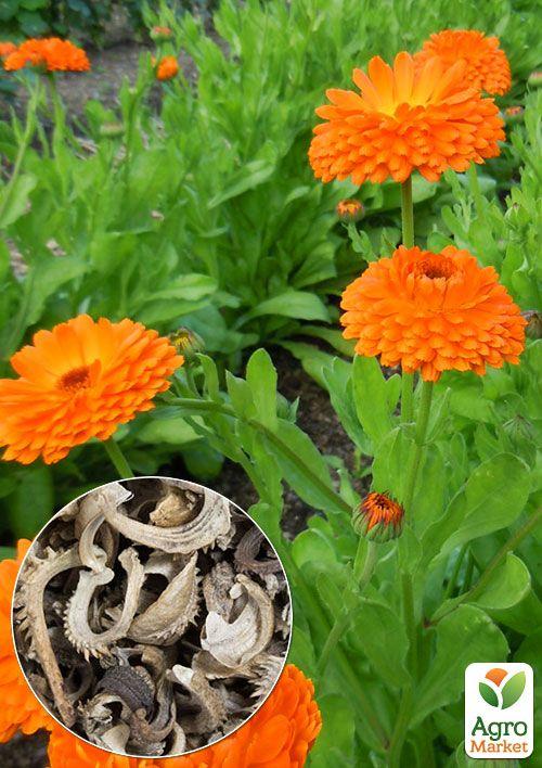 

На вагу Календула Помаранчевий король ТМ Весна ціна за 3г