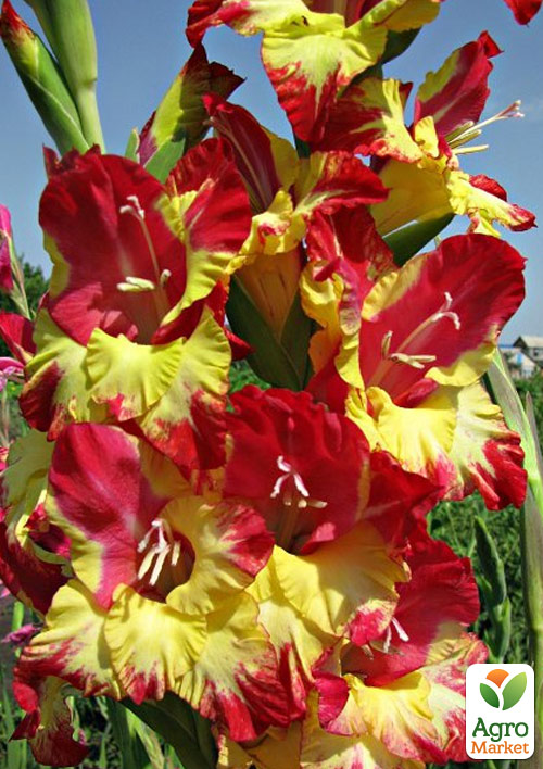 

Гладиолус Vasto 3шт