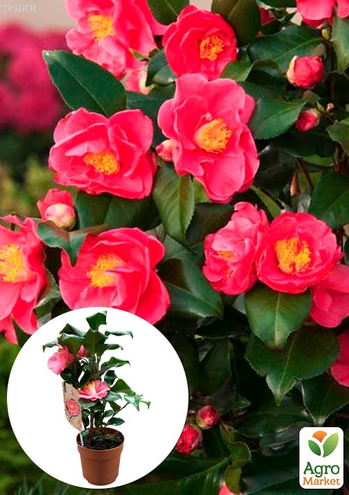 

LMTD Камелія квітуча японська 2-х річна «Dr King» (висота 45-55см)