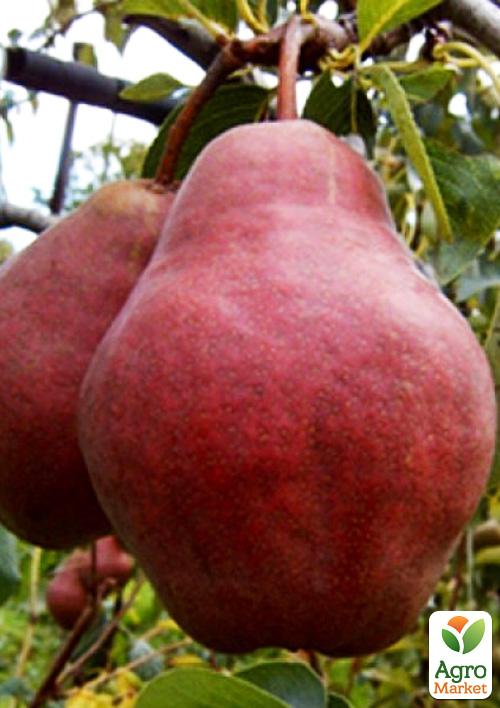 

Груша Вильямс Красный