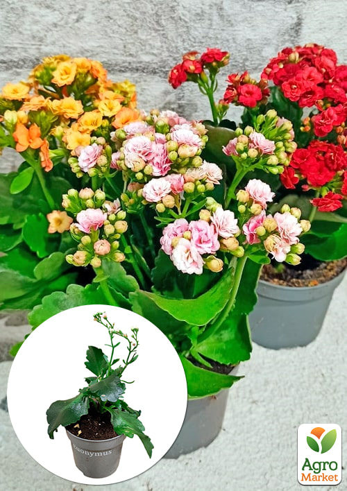 

Каланхоэ Блоссфельда MIX Уценка (Kalanchoe Blossfeldiana) (Нидерланды)