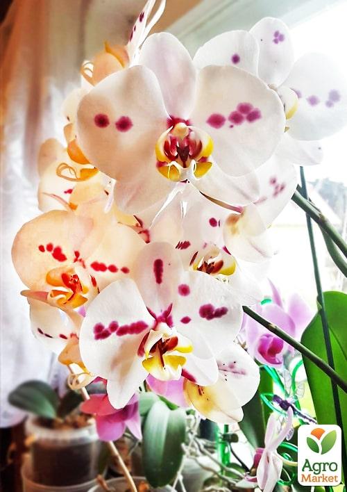 Орхидея Мини (Phalaenopsis) "Leo" 1 саженец в упаковке (комнатный) Нидерланды