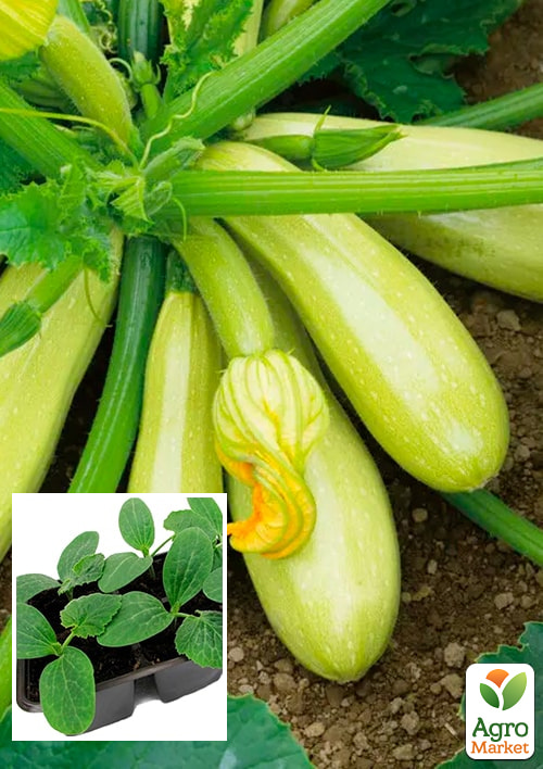 

Розсада Кабачок Марселла F1 (фермерське вирощування), 1шт в упаковці