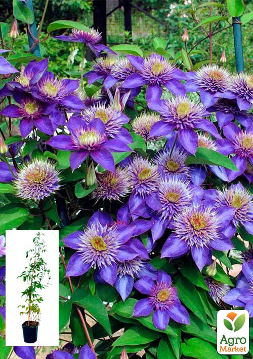 

Клематис 2-річний Multi Blue С2