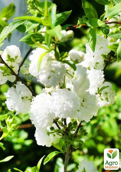 

Сакура кустовая Alba Plena