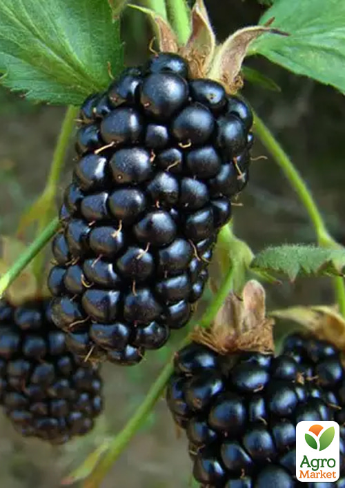 

Малиново-ожиновий гібрид 2-річний Маріонберрі (ранній термін дозрівання) вазон 0,8л