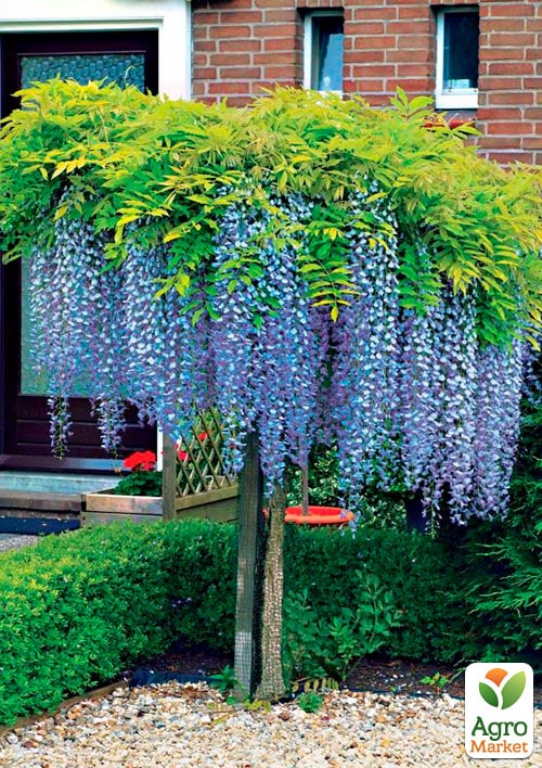 

Глициния голубая “Блю Сапфир” (Blue Sapphire)