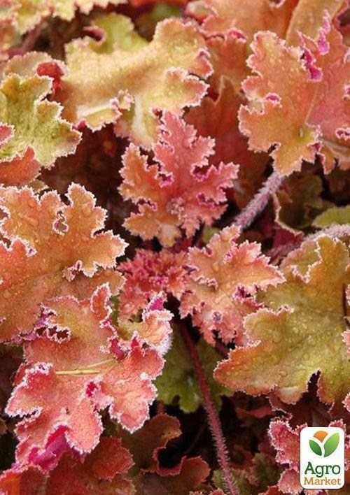 

Гейхера (Heuchera) "Marmalade" 1 шт