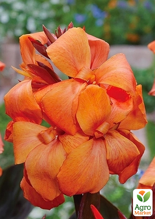 

Канна Темнолиста Panache Black