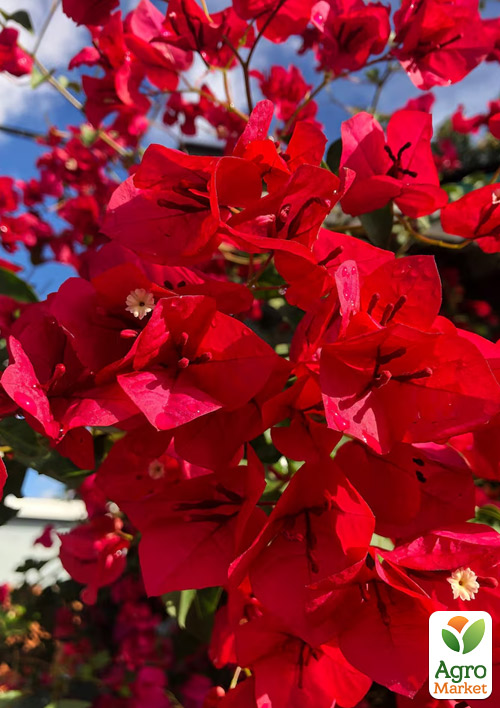 

LMTD Бугенвиллия 5-и летняя Red Beauty (высота 120-130см)