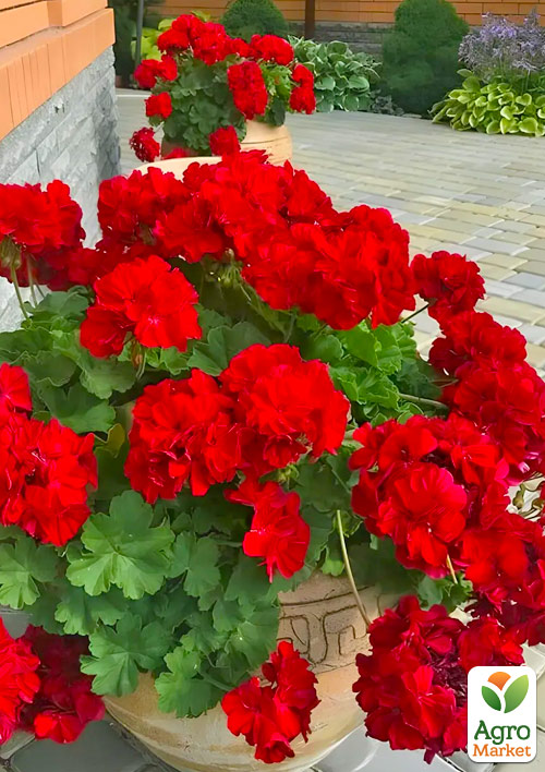 

Пеларгонія ампельна Scarlet