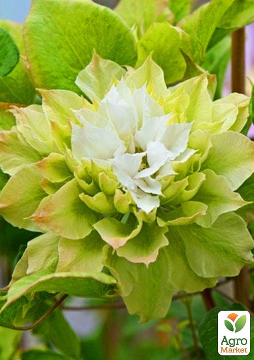 

Клематис Se-No-Kaze