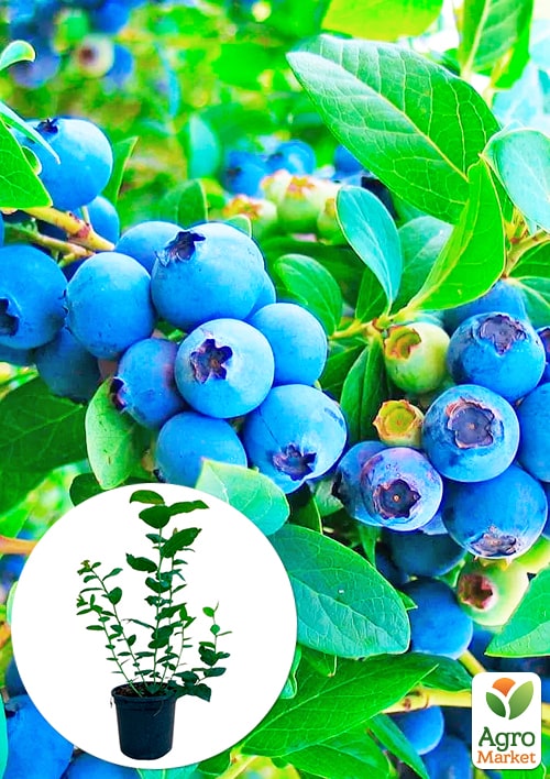 

Лохина (чорниця садова) 2 роки Мегас Блю (середній термін дозрівання) С2 висота 50-60см