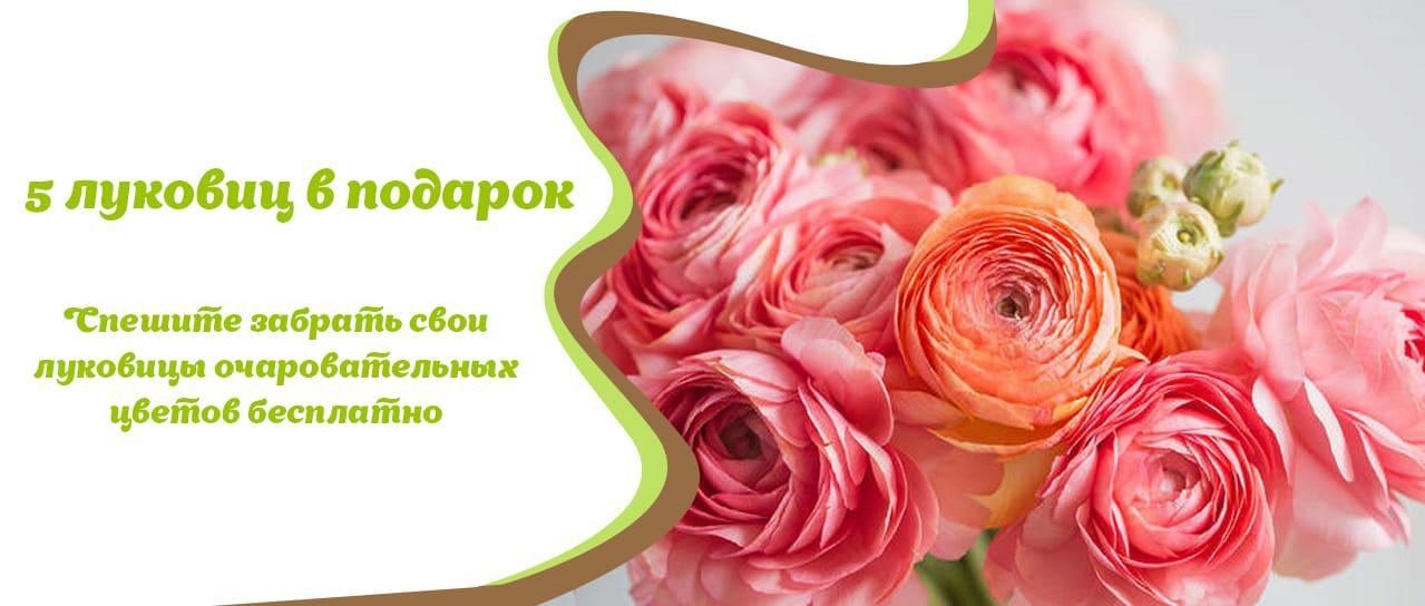 Акция! Луковицы очаровательных цветов Акция! Луковицы очаровательных цветов