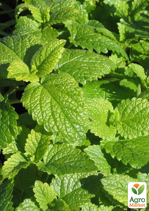 

Мелісса Лікарська