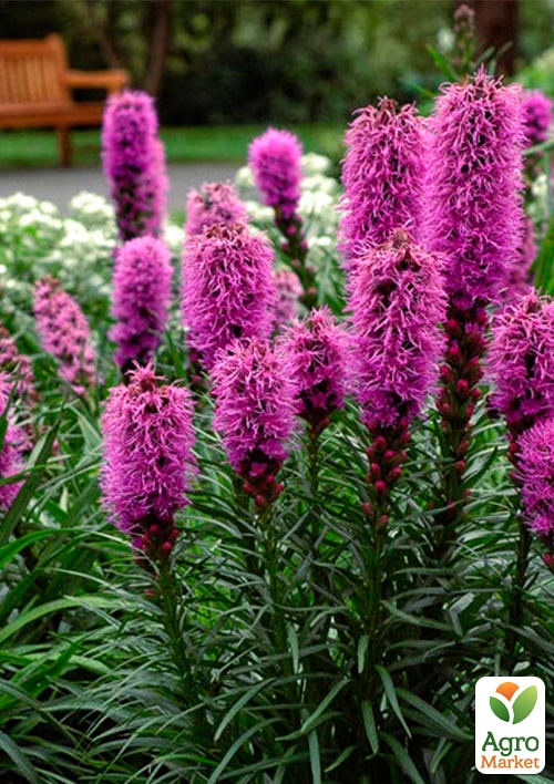 

Лиатрис колосковый Rose Purple вазон С2