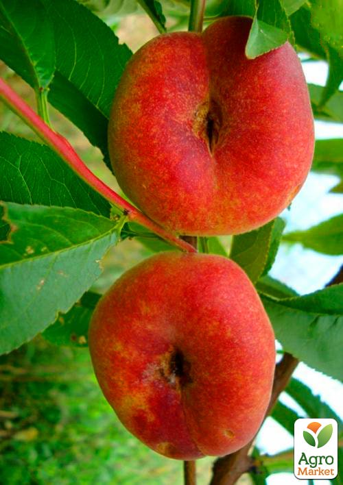 

Инжирный персик Свит Ринг (инжирный, летний сорт, ранний срок созревания)